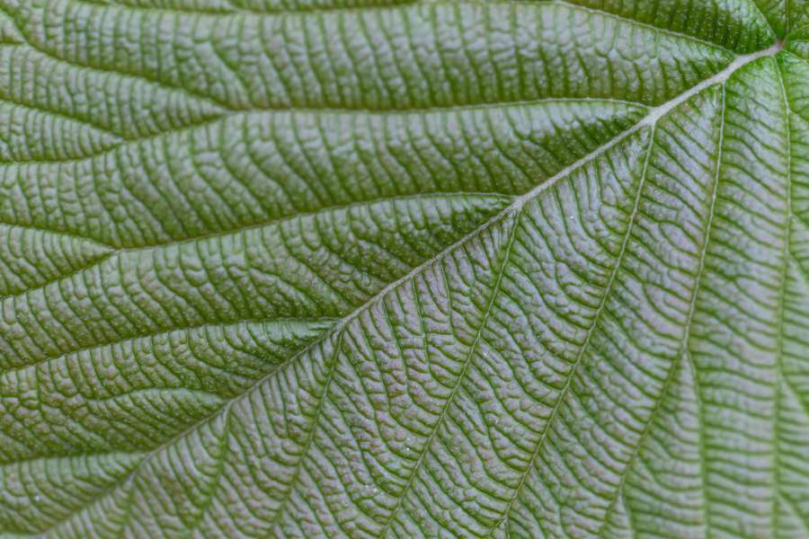 chlorophyll, details, green leaf, organism 