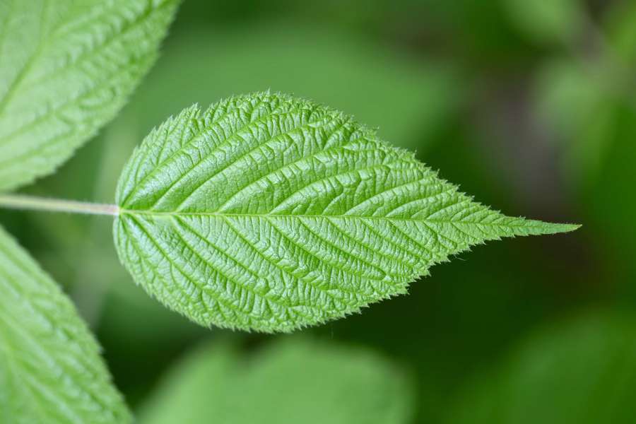 blurry, detail, details, green leaves 