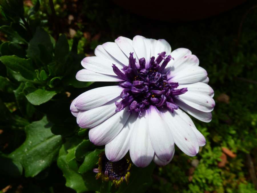 pistil, pollen, purplish, shade, shadow 