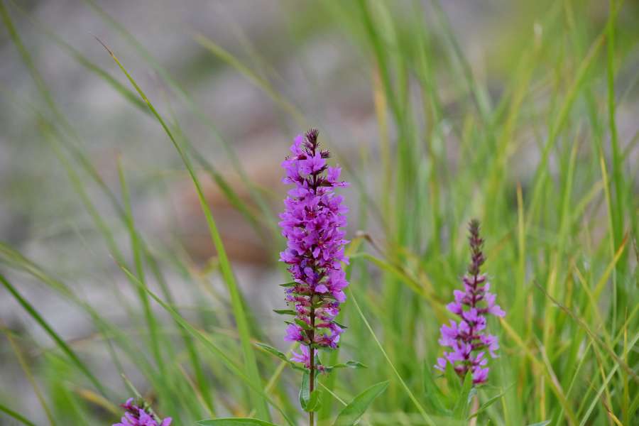 close-up, flower, grassland, purple, plant 