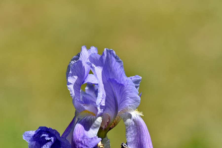 blue, focus, iris, purple, purplish, spring 