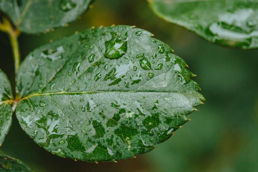 dew, ecology, horizontal, moisture, purity 