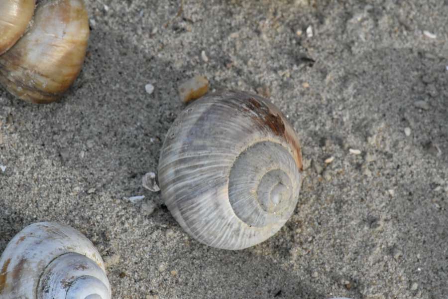 arena, playa, orilla del mar, concha, concha