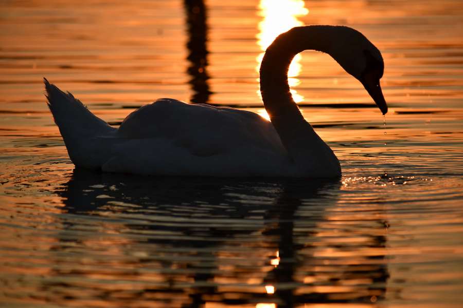 shadow, silhouette, sunset, swan, waterdrop 