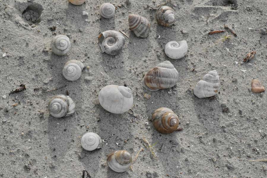 mariscos, caracol, concha, concha, orilla del mar