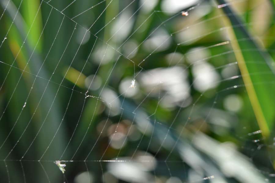 cobweb, blur, trap, spider web, spider 
