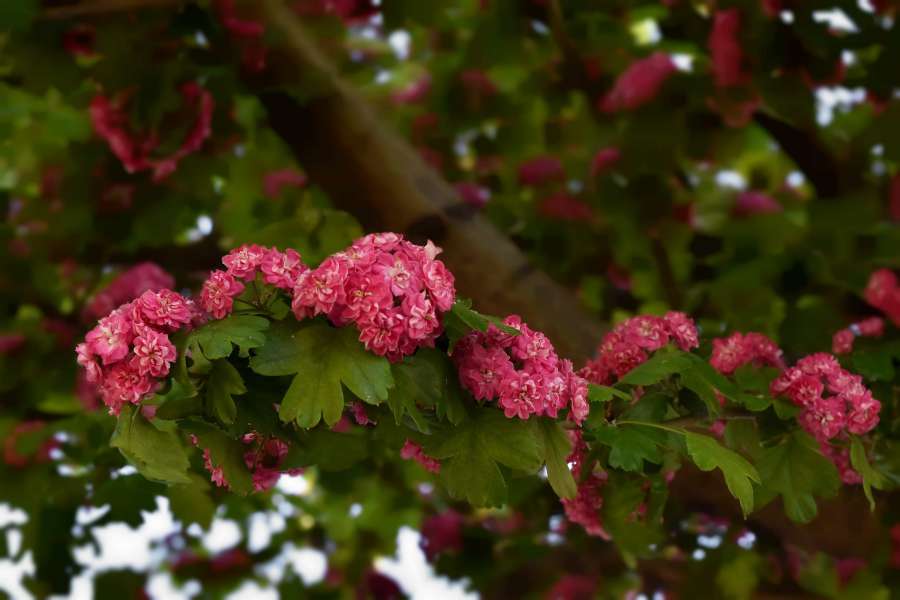 branches, flower bud, flowers, pinkish 