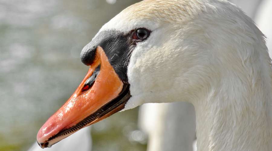 beak, eye, portrait, purity, swan, bird 