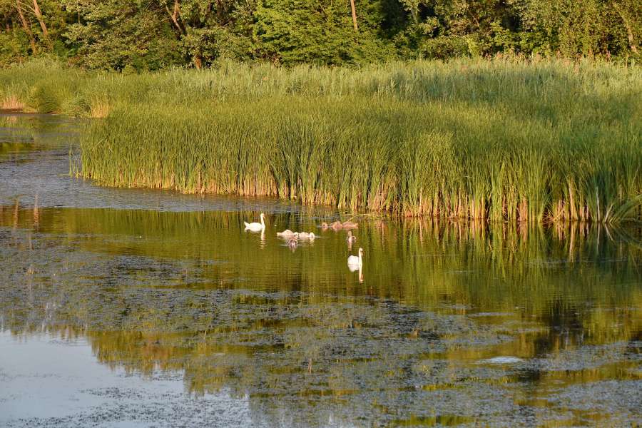 bird family, swamp, swan, lake, ?landscape? 