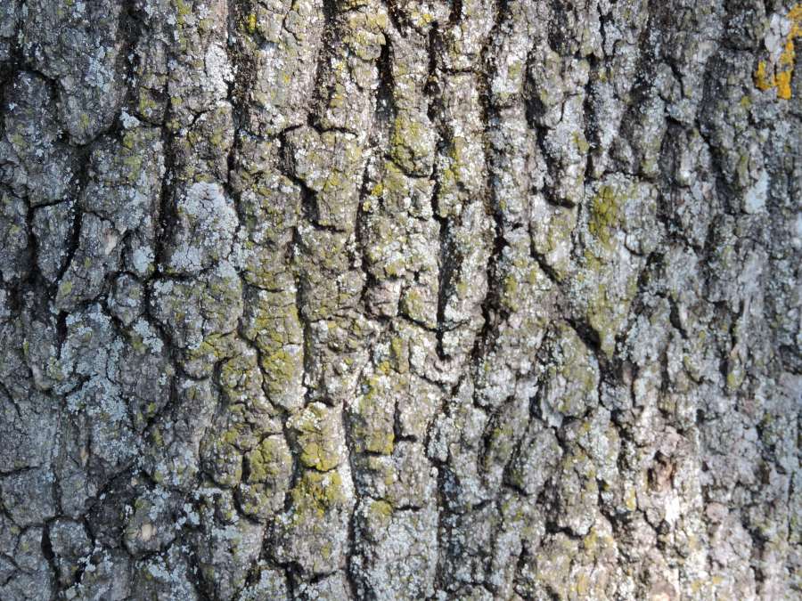 cortex, detail, lichen, ?texture?, tree, wood 