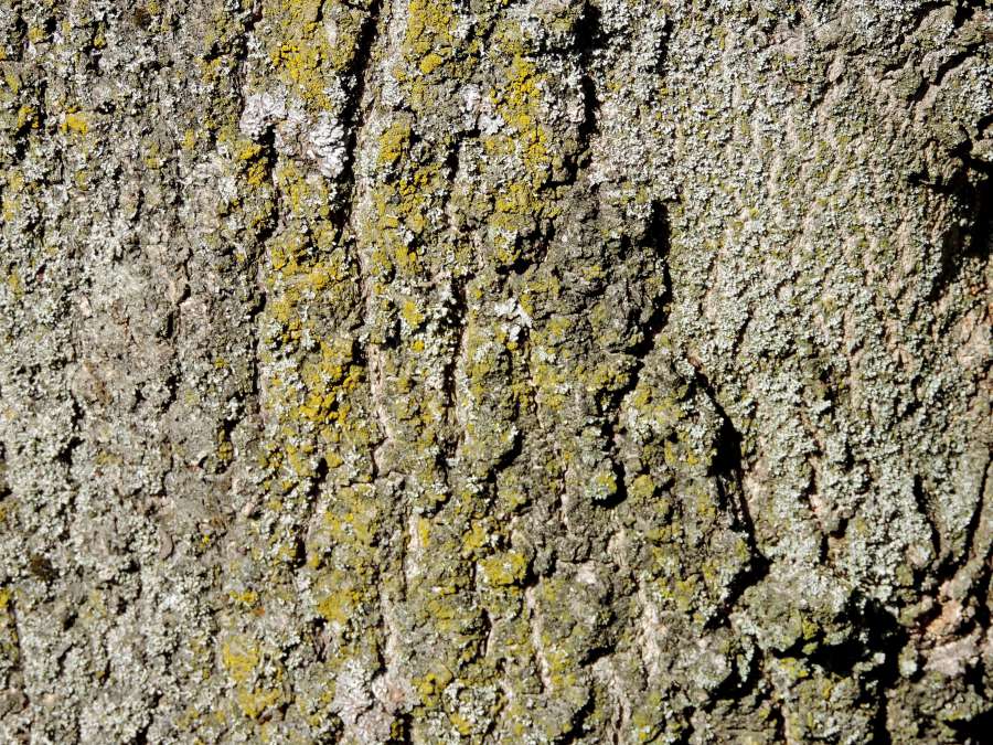 lichen, bark, rough, pattern, abstract, tree 