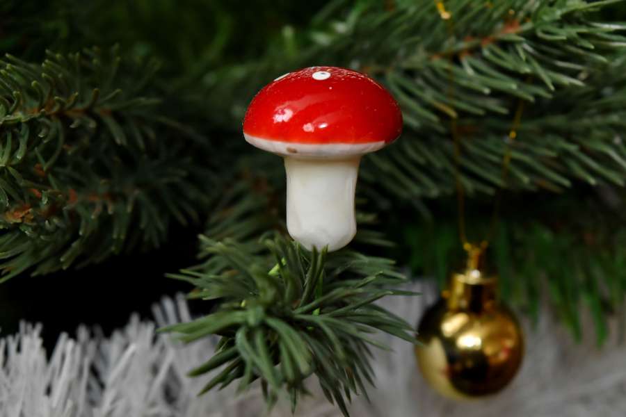 branches, christmas, christmas tree, close 