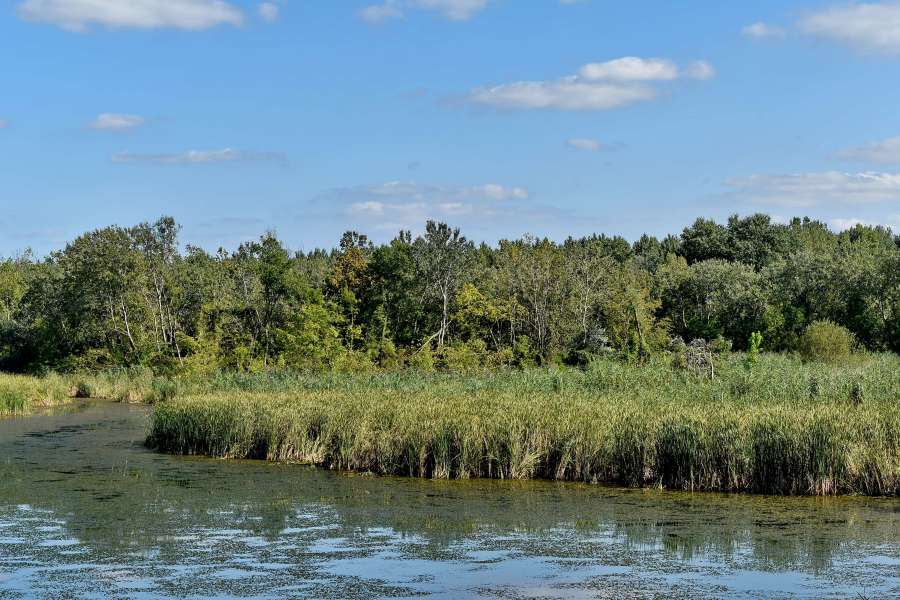 water, lake, wetland, forest, nature, swamp 