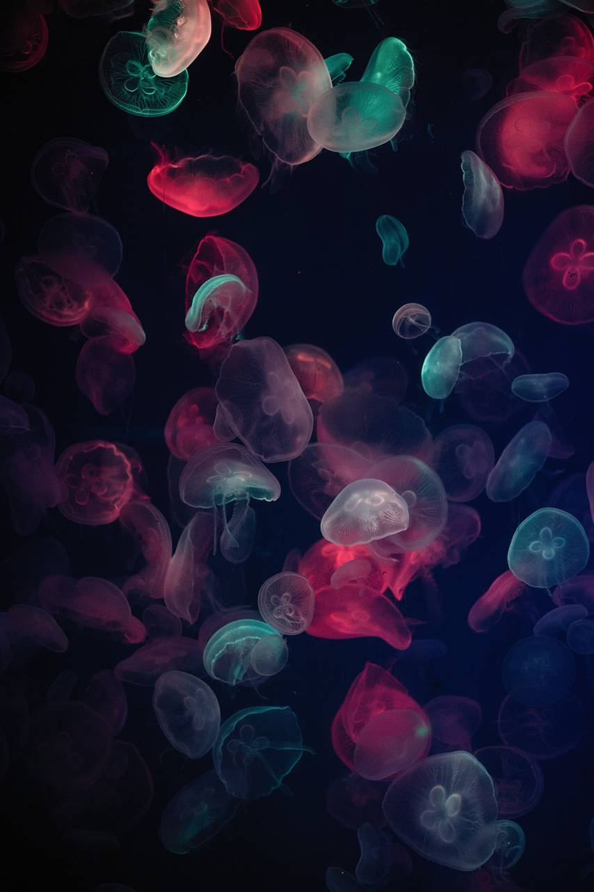 ocean, background, underwater, jellyfish, nature, sea, water, marine, aquatic, beautiful, animal, fish, colorful, color, aquarium, wildlife, blue, design, life, medusa, illustration, creature, swim, exotic, abstract, tropical, jelly, beauty, light, isolated, deep, art, swimming, fauna, graphic, wild, vector, drawing, bright, dark, cartoon, aqua, black, science, pattern, cute, undersea, poison, dangerous, element, 
