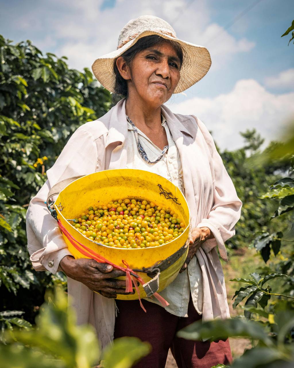woman picking coffee, coffee harvest, Moyobamba Peru, San Mart?n region, coffee plantation, agricultural work, traditional farming, rural Peru, coffee farming, female farmer, crop harvesting, coffee plants, South American agriculture, organic coffee, sustainable farming, cultural tradition, rural life, Peruvian coffee, plantation worker, agricultural labor, natural environment, farmworker, coffee picking, harvest season, Latin American farming, cultural heritage, countryside, coffee beans, working woman, agricultural culture, farming lifestyle, latinamerican, 