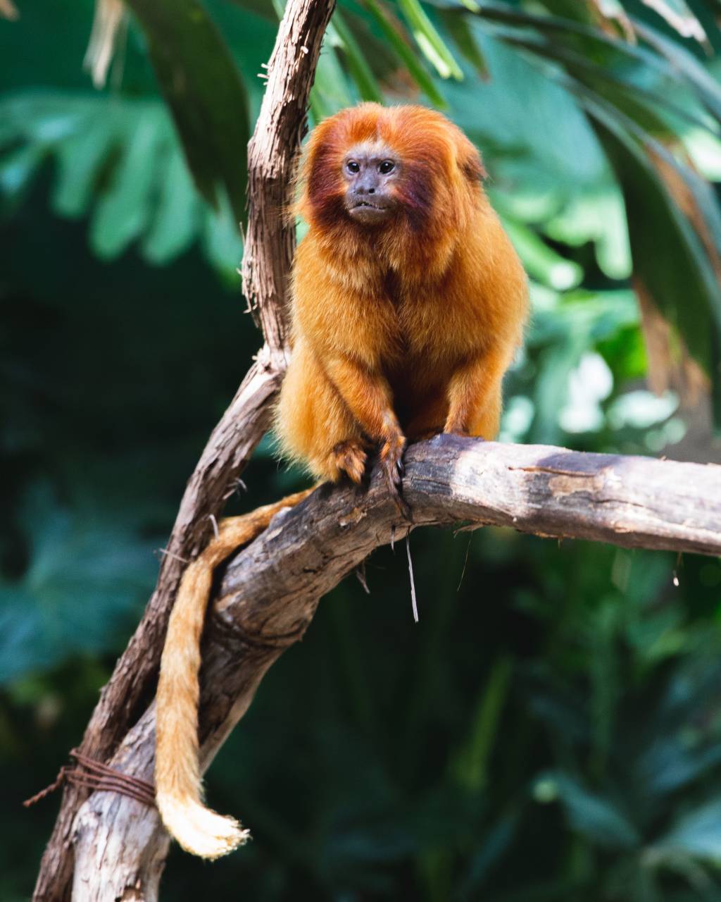 golden, tamarin, monkey, Leontopithecus, rosalia, primate, wildlife, endangered, species, rainforest, Brazil, nature, animal, tropical, conservation, furry, exotic, 