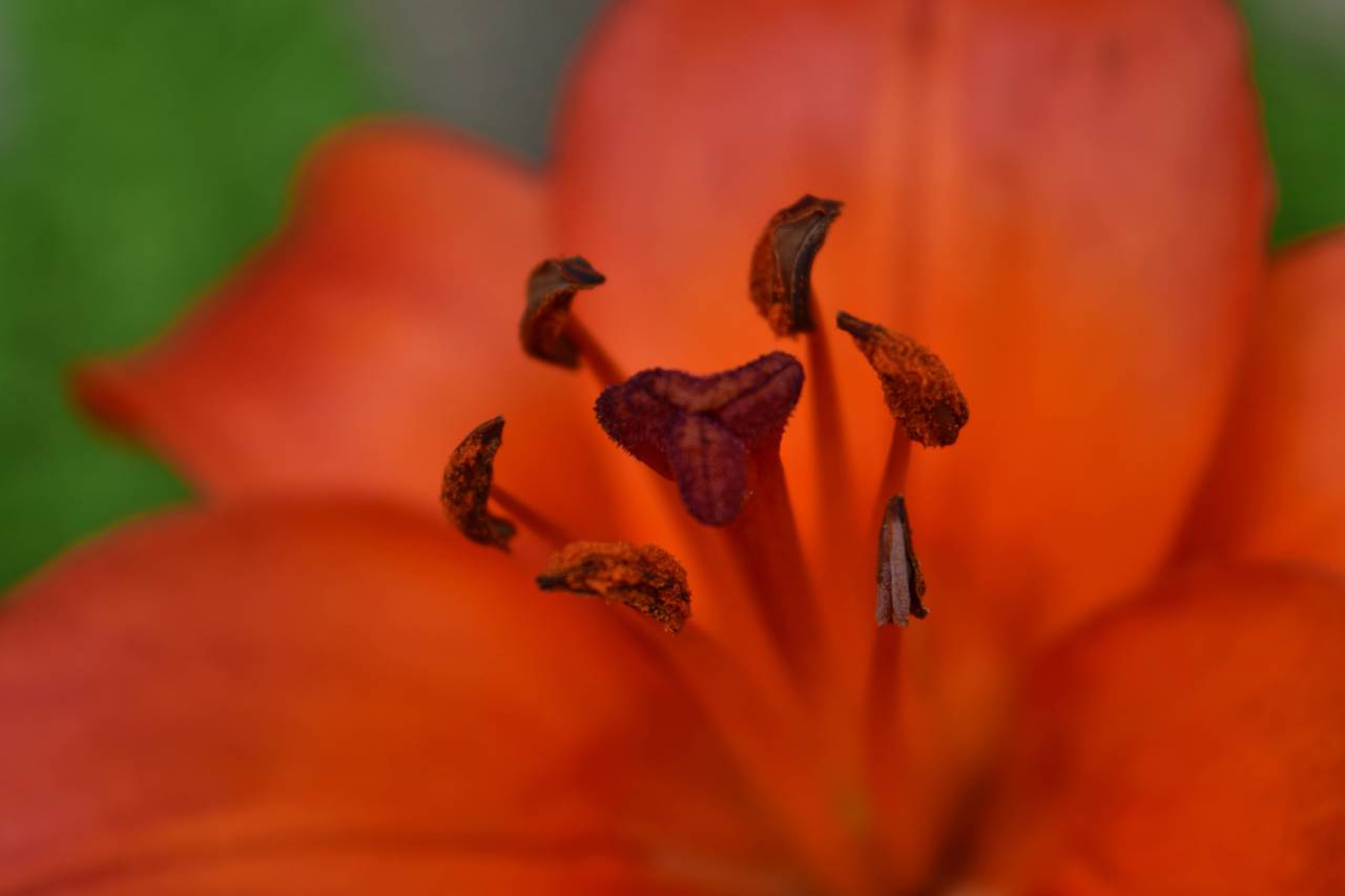 beautiful photo, close-up, detail, lily 