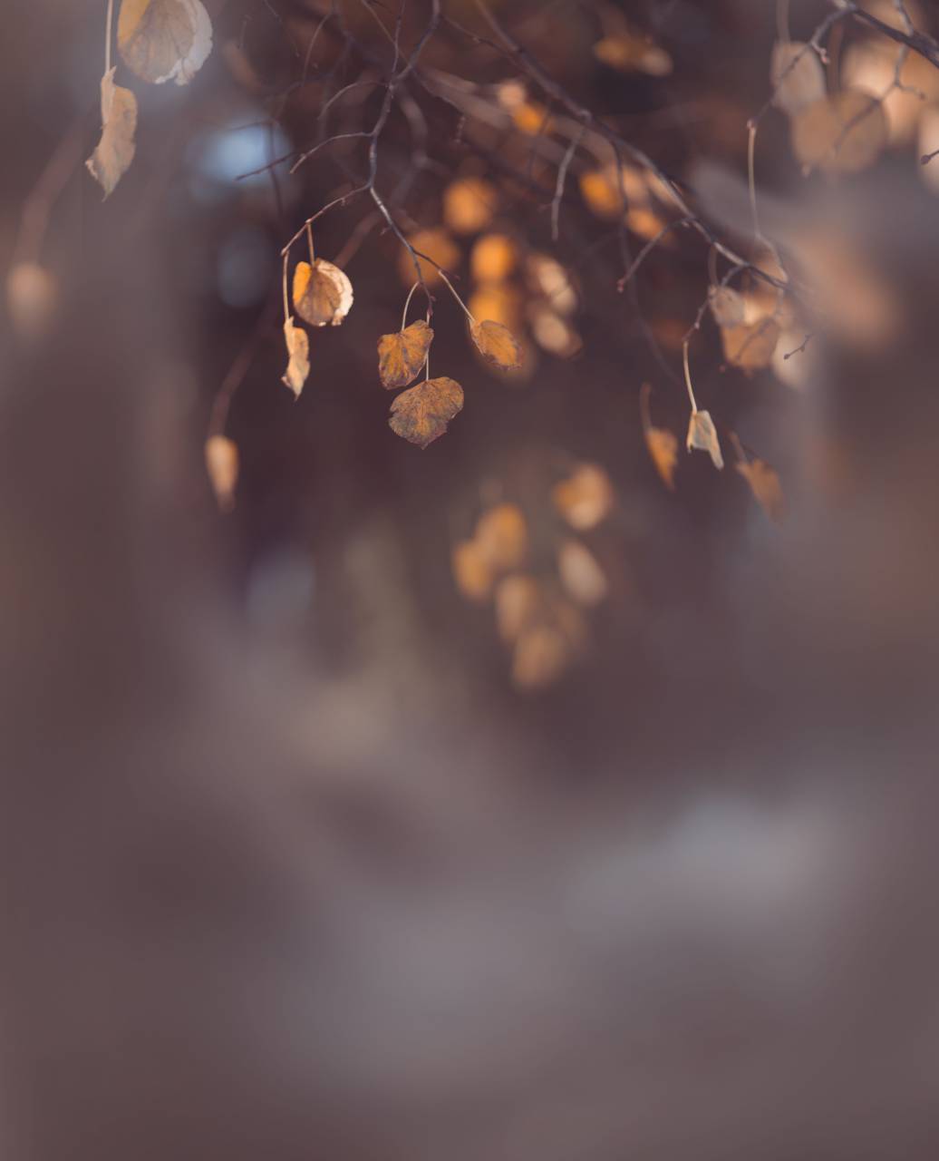design, light, copy space, wall, natural, branch, backdrop, autumn, background, wallpaper, fall, sun, foliage, leaves, plant, nature, minimal, bright, composition, shape, sunlight, pattern, overlay, white, texture, abstract, leaf, summer, concept, garden, shadows, tree, surface, template, grey, art, botanical, blur, dappled, day, space, sunny, mockup, glow, 