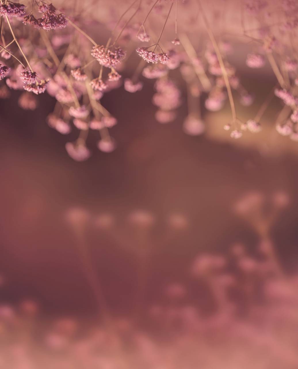 design, light, copy space, wall, natural, branch, backdrop, autumn, background, wallpaper, fall, sun, foliage, leaves, plant, nature, minimal, bright, composition, shape, sunlight, pattern, overlay, white, texture, abstract, leaf, summer, concept, garden, shadows, tree, surface, template, grey, art, botanical, blur, dappled, day, space, sunny, mockup, glow, 