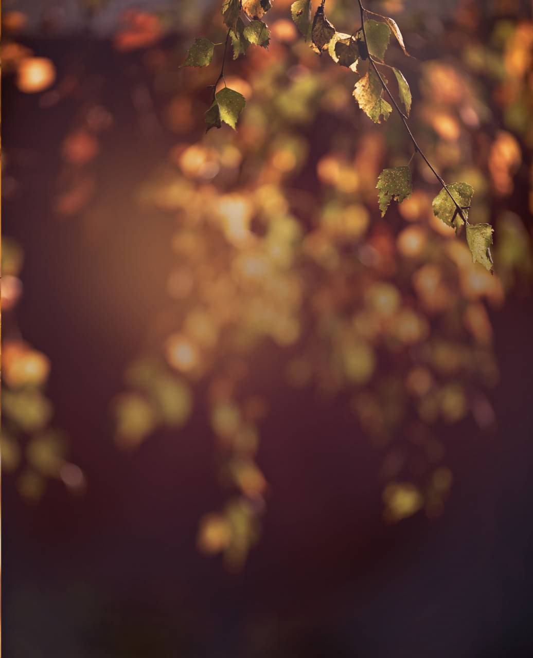 design, light, copy space, wall, natural, branch, backdrop, autumn, background, wallpaper, fall, sun, foliage, leaves, plant, nature, minimal, bright, composition, shape, sunlight, pattern, overlay, white, texture, abstract, leaf, summer, concept, garden, shadows, tree, surface, template, grey, art, botanical, blur, dappled, day, space, sunny, mockup, glow, 