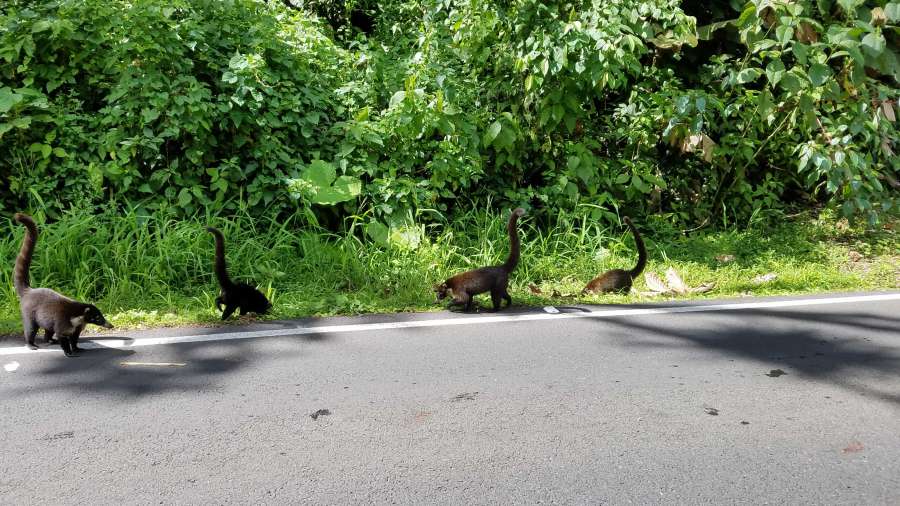 animals, asphalt, road, wildlife, nature 