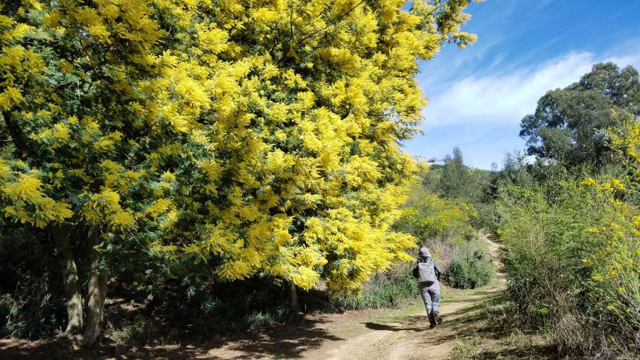 ascent, backpack, hiking, person, spring 
