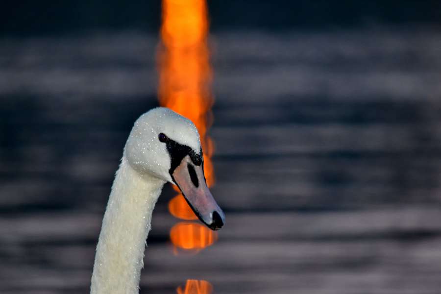 oscuridad, cabeza, reflexión, puesta de sol, cisne