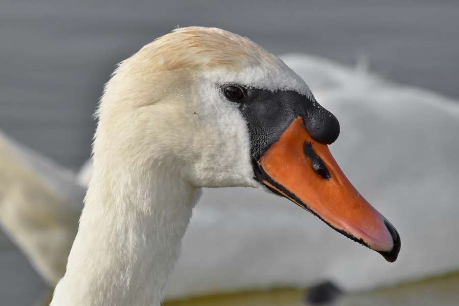 aquatic bird, bird, wildlife, waterfowl 