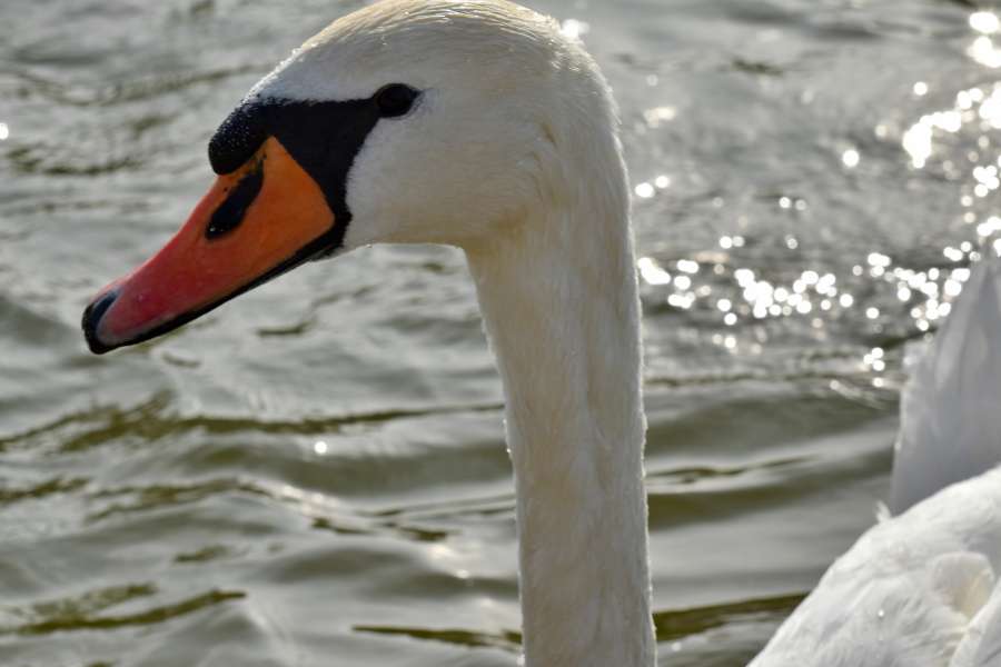 beak, head, swan, aquatic bird, water, bird 