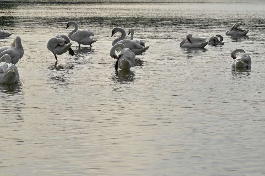 flock, waterfowl, water, bird, wildlife 