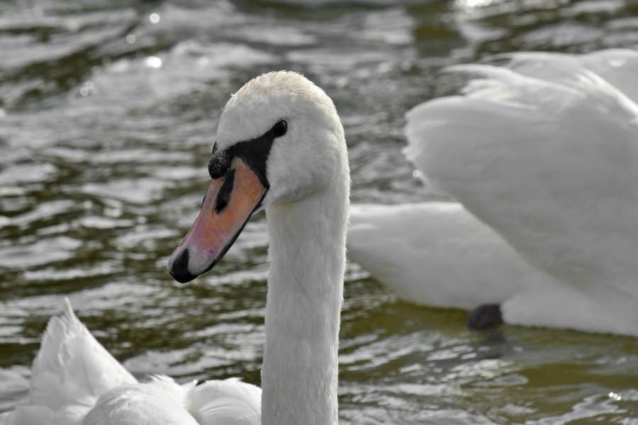bird, aquatic bird, beak, swan, water, lake 