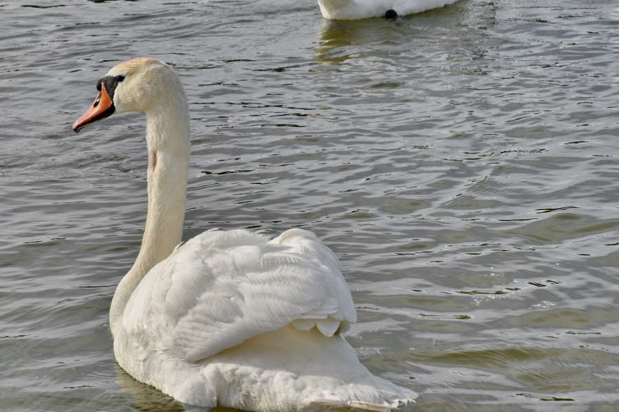 lake, swan, aquatic bird, water, bird 