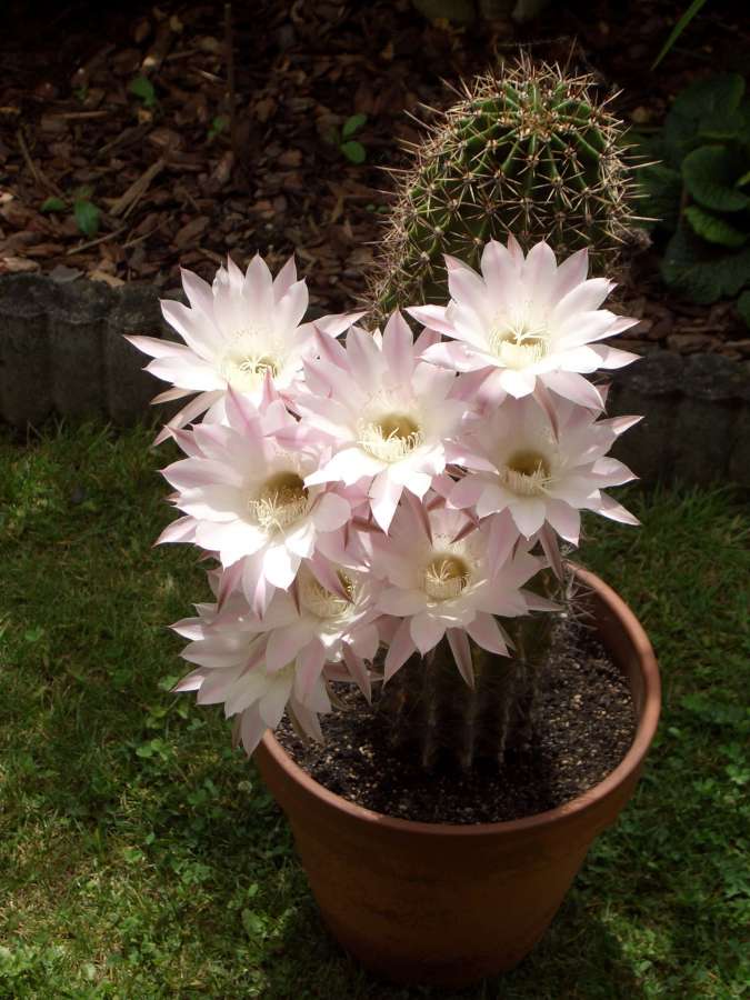 cactus, jardín de flores, floración, maceta
