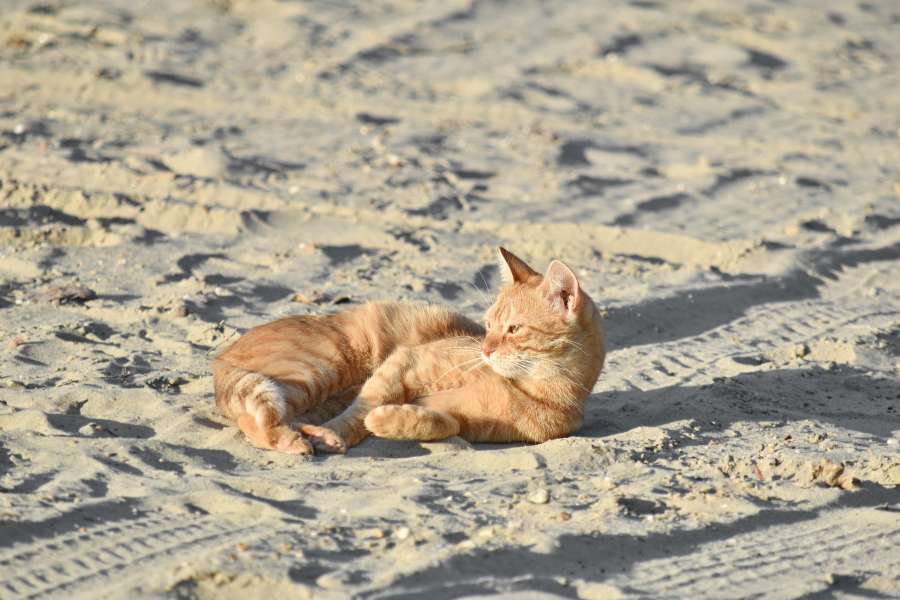 playa, gato doméstico, amarillo anaranjado, sol