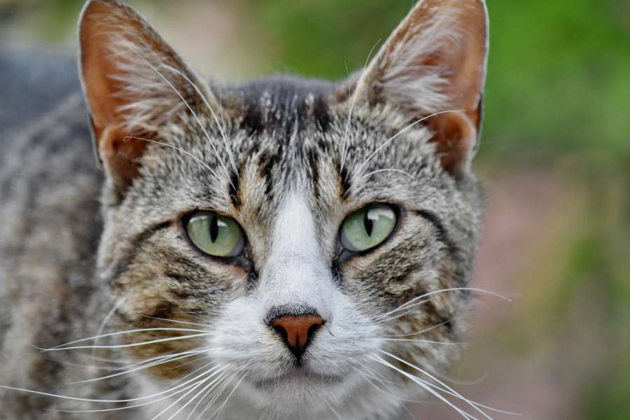 beautiful photo, close-up, eyes, head 