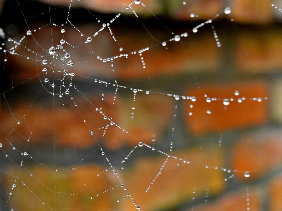 cobweb, detail, liquid, moisture, water 