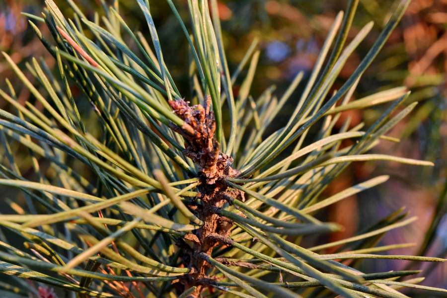 branches, conifers, summer season, sunshine 