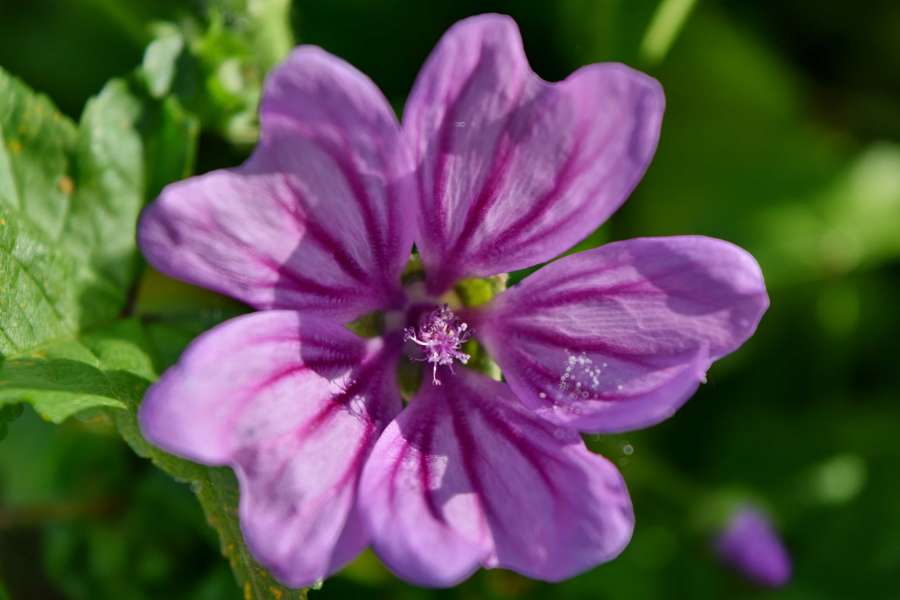 detail, pistil, flora, garden, flower, pink 