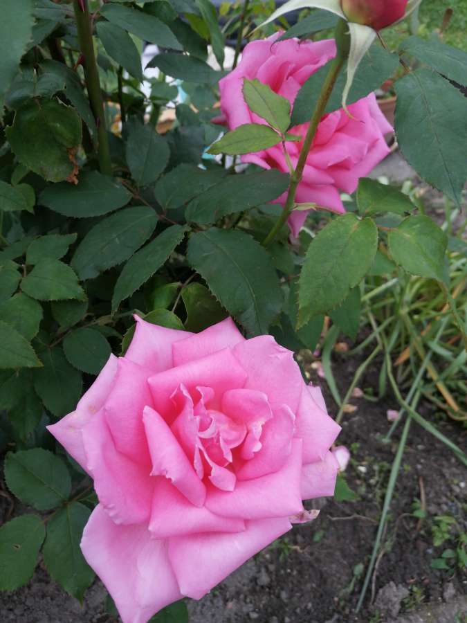 details, horticulture, pinkish, roses, shrub 