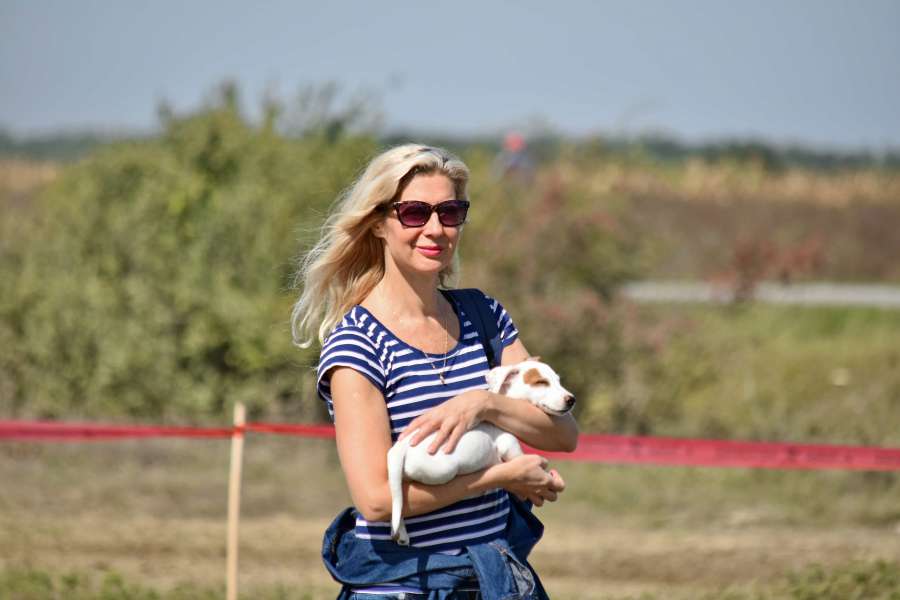 carrier, dog, gorgeous, portrait, relaxation 