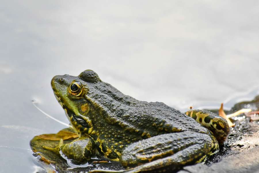 endangered species, endemic, frog, amphibian 