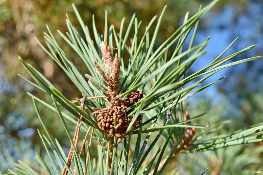 branch, close-up, conifers, evergreen, blur 