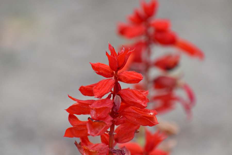 flower garden, focus, petals, reddish 