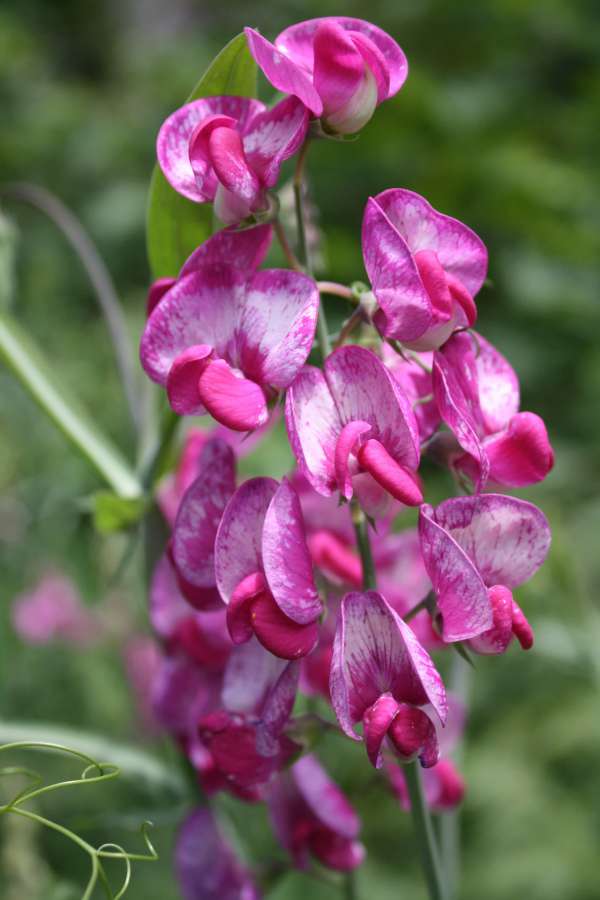 flowers, meadow, plant, flora, pink, leaf 