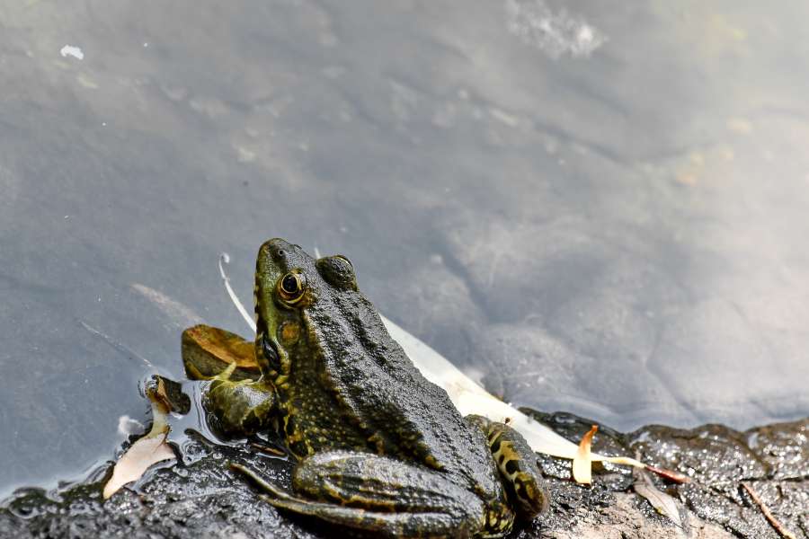 amphibian, wildlife, bullfrog, frog, nature 
