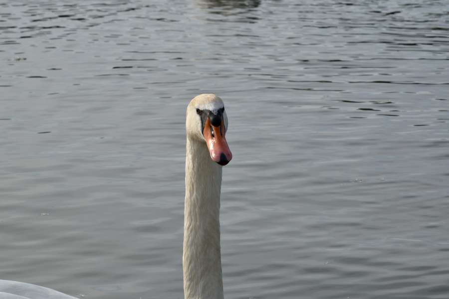 beak, aquatic bird, bird, goose, swan, water 