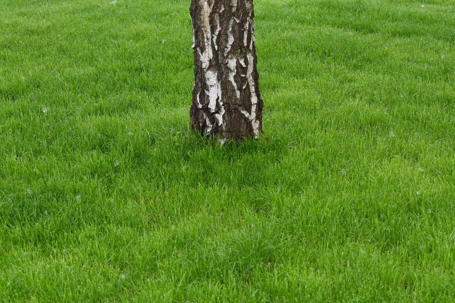 bark, birch, grass plants, lawn, cloak 