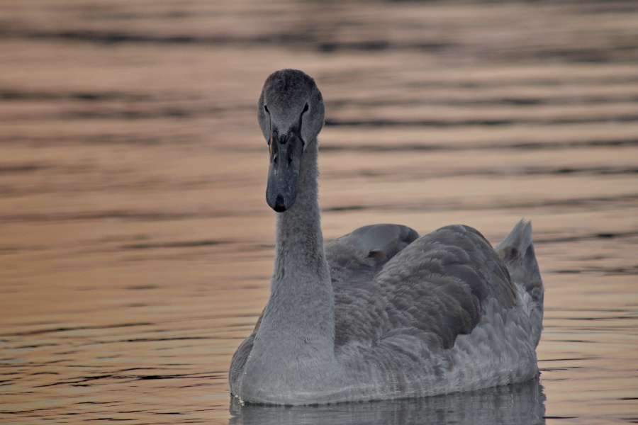beautiful, grace, grey, offspring, sunset 