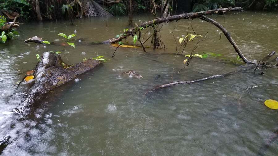 alligator, natural habitat, swamp, lake 