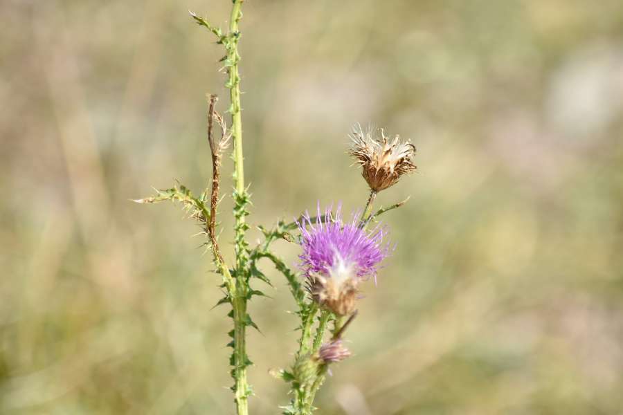 flower, wildlife, plant, blossom, herb 